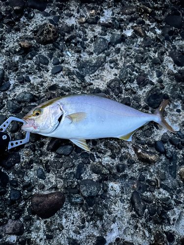 シオの釣果