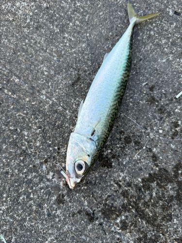 サバの釣果