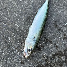 サバ