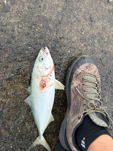 ヤズの釣果