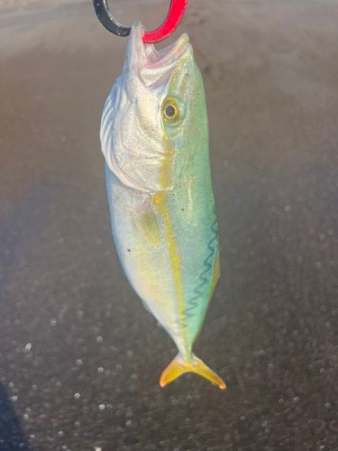 ワカシの釣果
