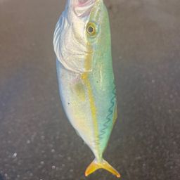 ワカシ