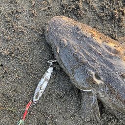 マゴチ