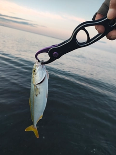 ワカシの釣果