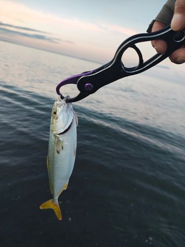 ワカシの釣果