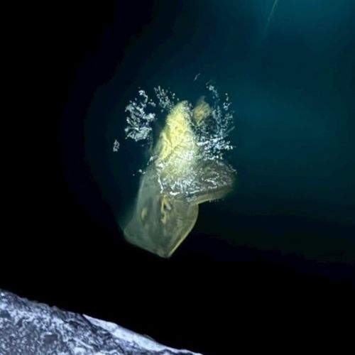 アカエイの釣果
