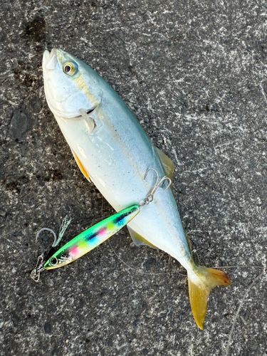 ワカシの釣果