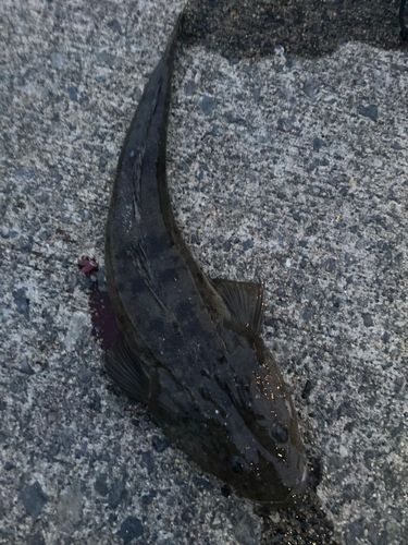 マゴチの釣果