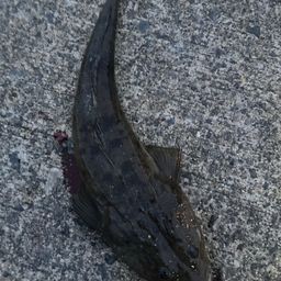 マゴチ