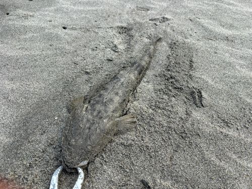 マゴチの釣果