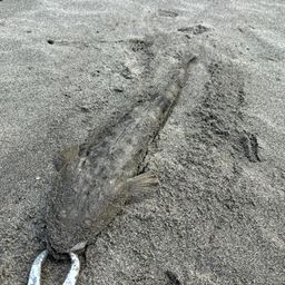 マゴチ