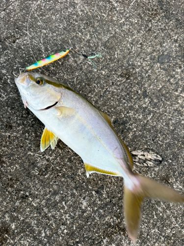 ショゴの釣果