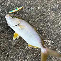 ショゴ