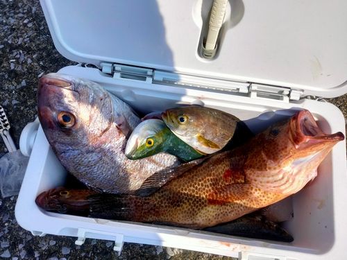 マダイの釣果