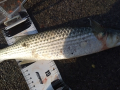 ボラの釣果