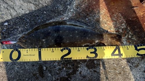 ソゲの釣果