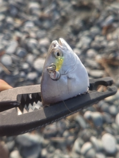 コバンアジの釣果