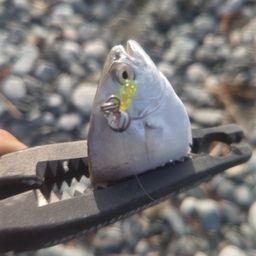 コバンアジ
