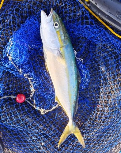 ヤズの釣果