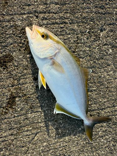 ショゴの釣果