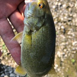 スモールマウスバス