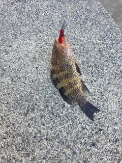 オオモンハタの釣果