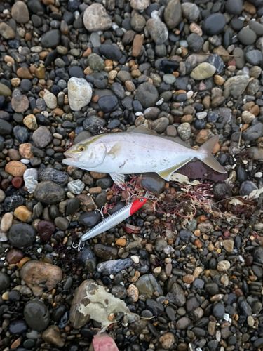ショゴの釣果