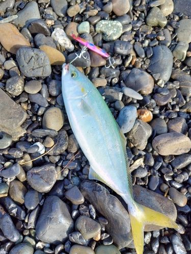 ワカシの釣果