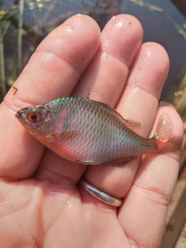 タイリクバラタナゴの釣果