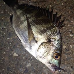 クロダイ