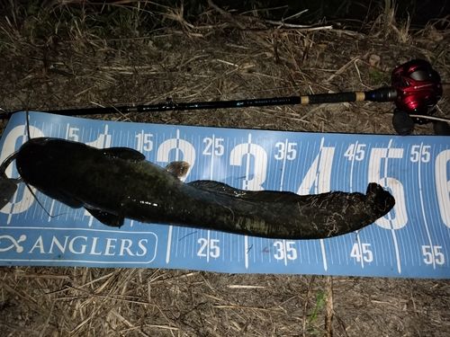 マナマズの釣果