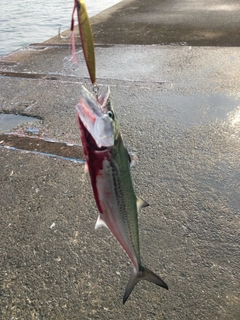 サゴシの釣果