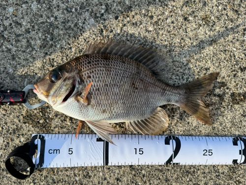 メイチダイの釣果