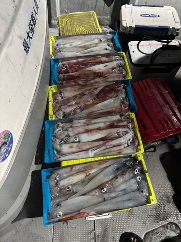 アカイカの釣果