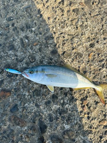 コゾクラの釣果