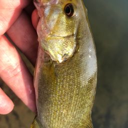 スモールマウスバス