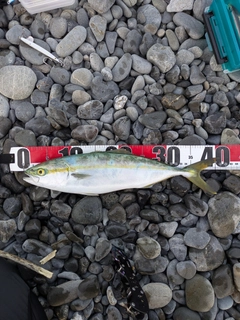 イナダの釣果
