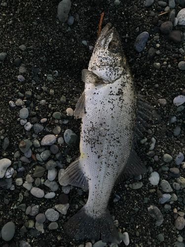 セイゴ（ヒラスズキ）の釣果