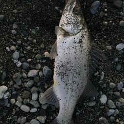 セイゴ（ヒラスズキ）