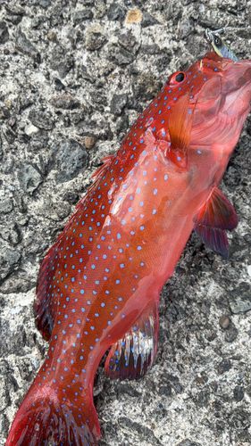 釣果