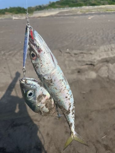 サバの釣果