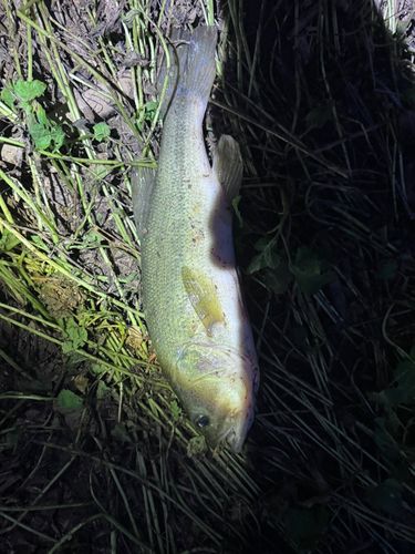 ラージマウスバスの釣果