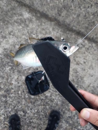 釣果