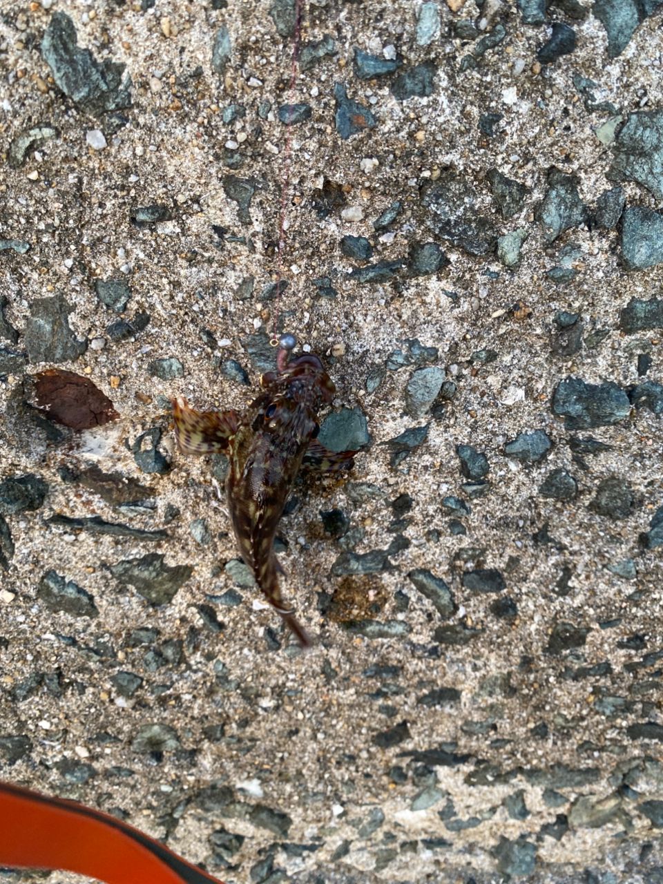 アラカブ