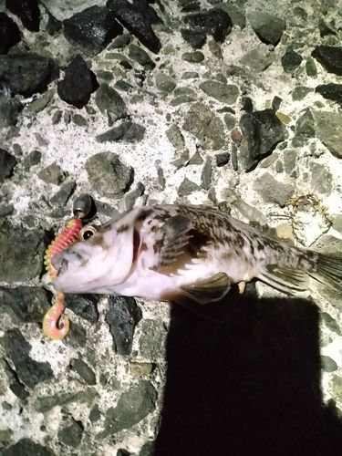 ハチガラの釣果
