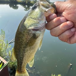 ラージマウスバス