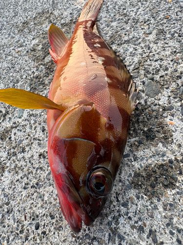 アカハタの釣果