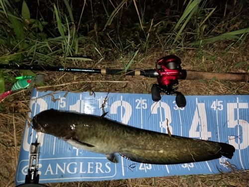 マナマズの釣果