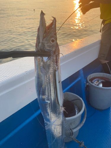 タチウオの釣果