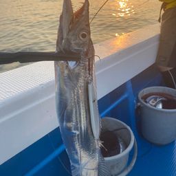 タチウオ